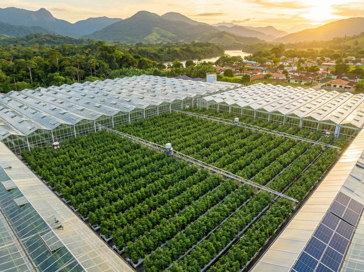 Guia passo a passo para montar empresa de cannabis no Brasil em 2026