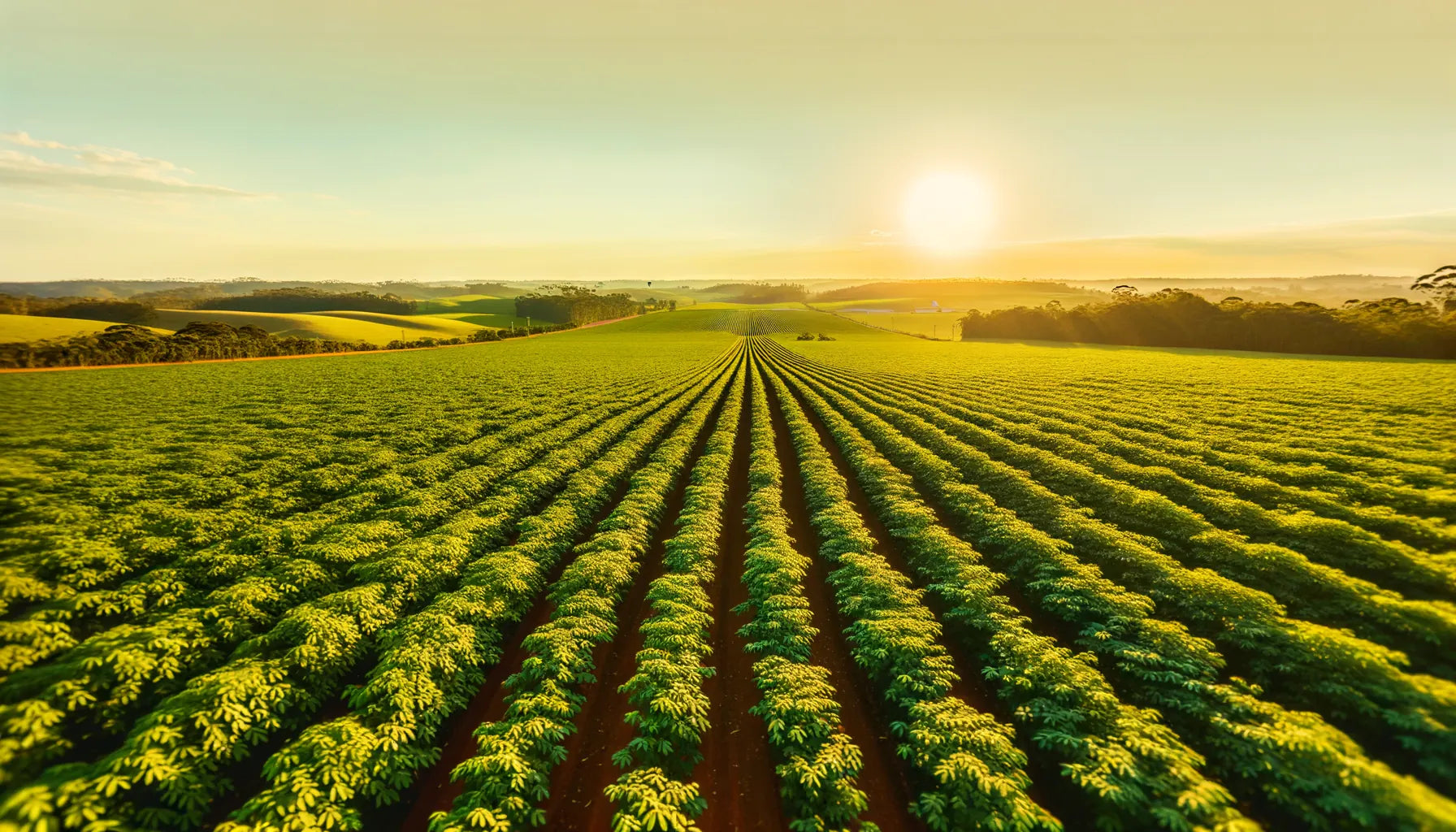 Campo de cânhamo industrial em horário dourado no sul do Brasil — fileiras de plantas verdes em cultivo agrícola comercial sob luz natural do entardecer